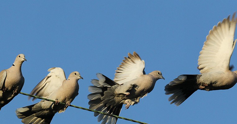 You are currently viewing Elegant Montages Show the Beauty of Birds in Flight – CCTVSG.net